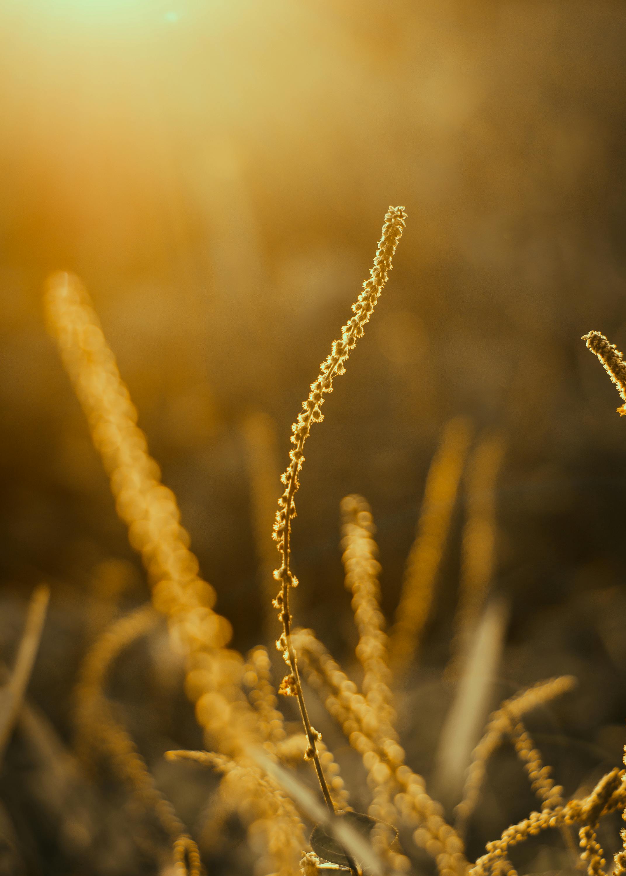 在温暖的金色灯光下，野草的特写捕捉了大自然的宁静之美