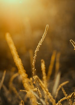 在温暖的金色灯光下，野草的特写捕捉了大自然的宁静之美