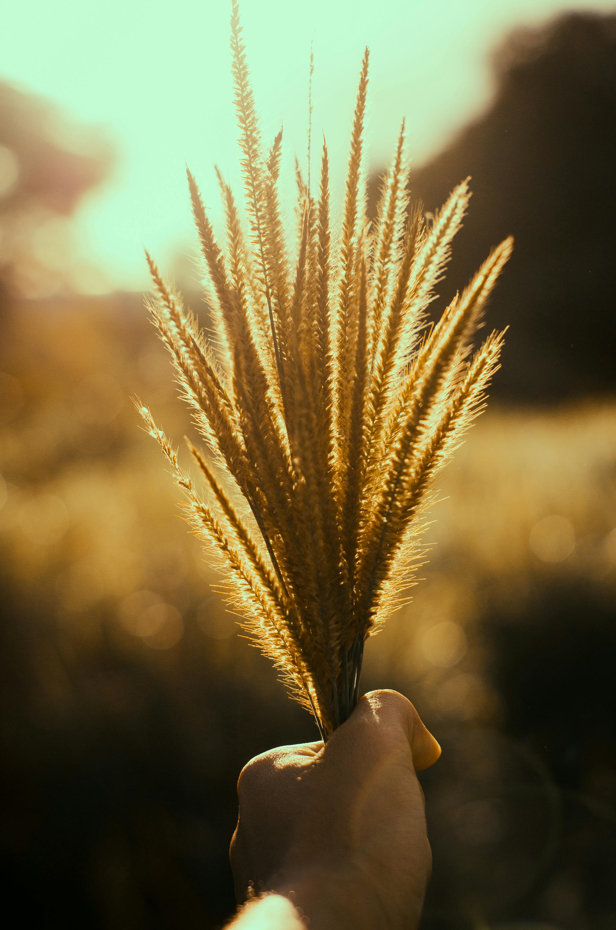 Brown Grass · Free Stock Photo