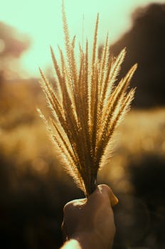 Close-up of hand holding golden grasses with sunlight creating a warm glow.
