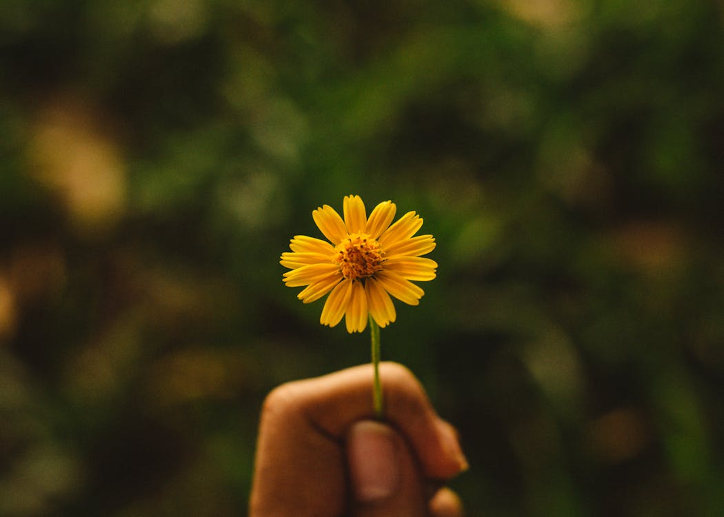 咲く黄色の花びらの花