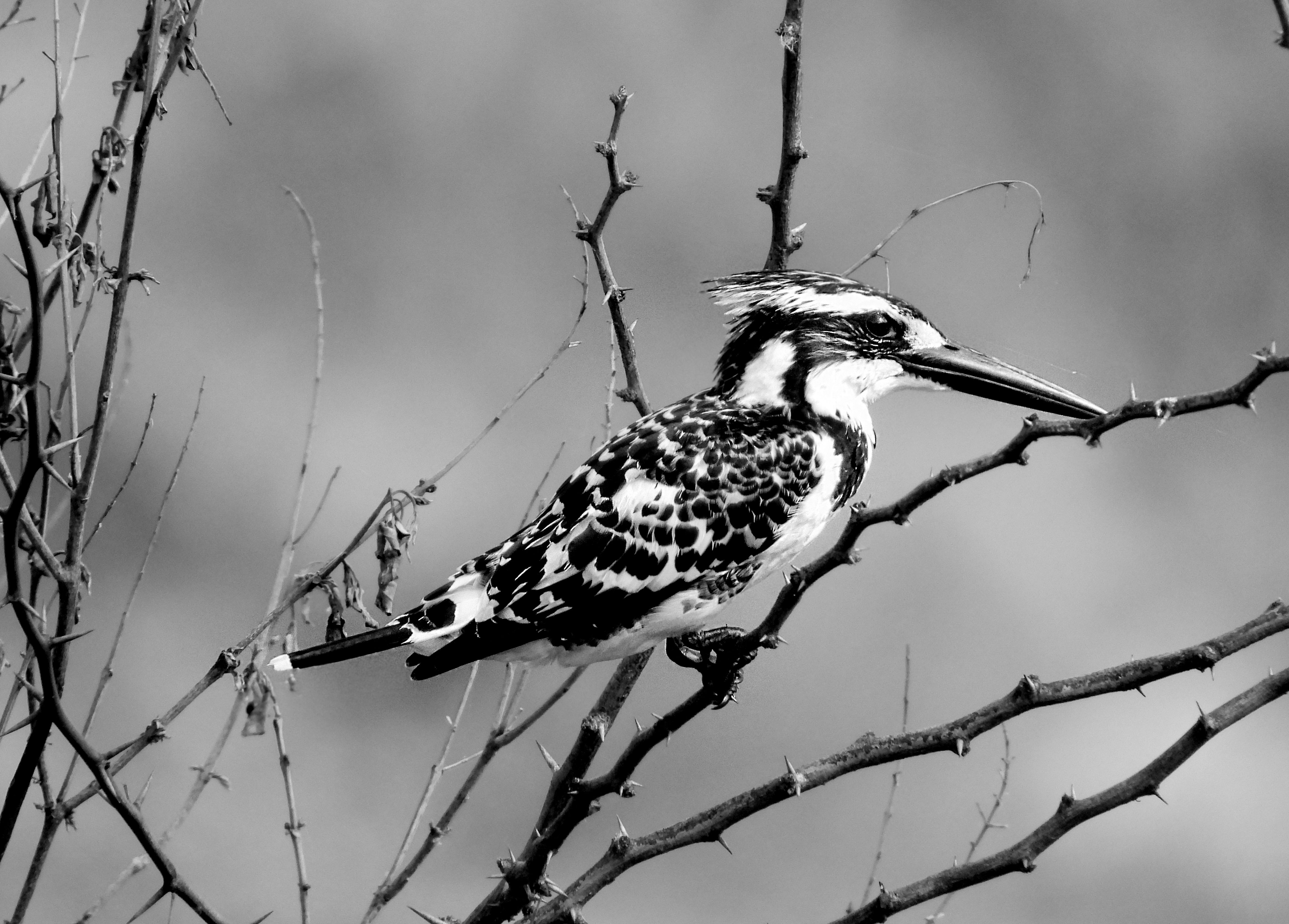 Stunning black and white photo of a pied kingfisher perched on a branch.