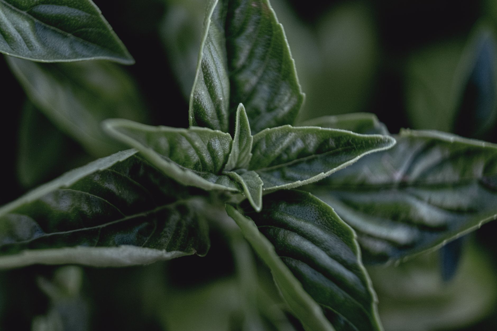 Ashwagandha and Erectile Dysfunction: What the Science Says