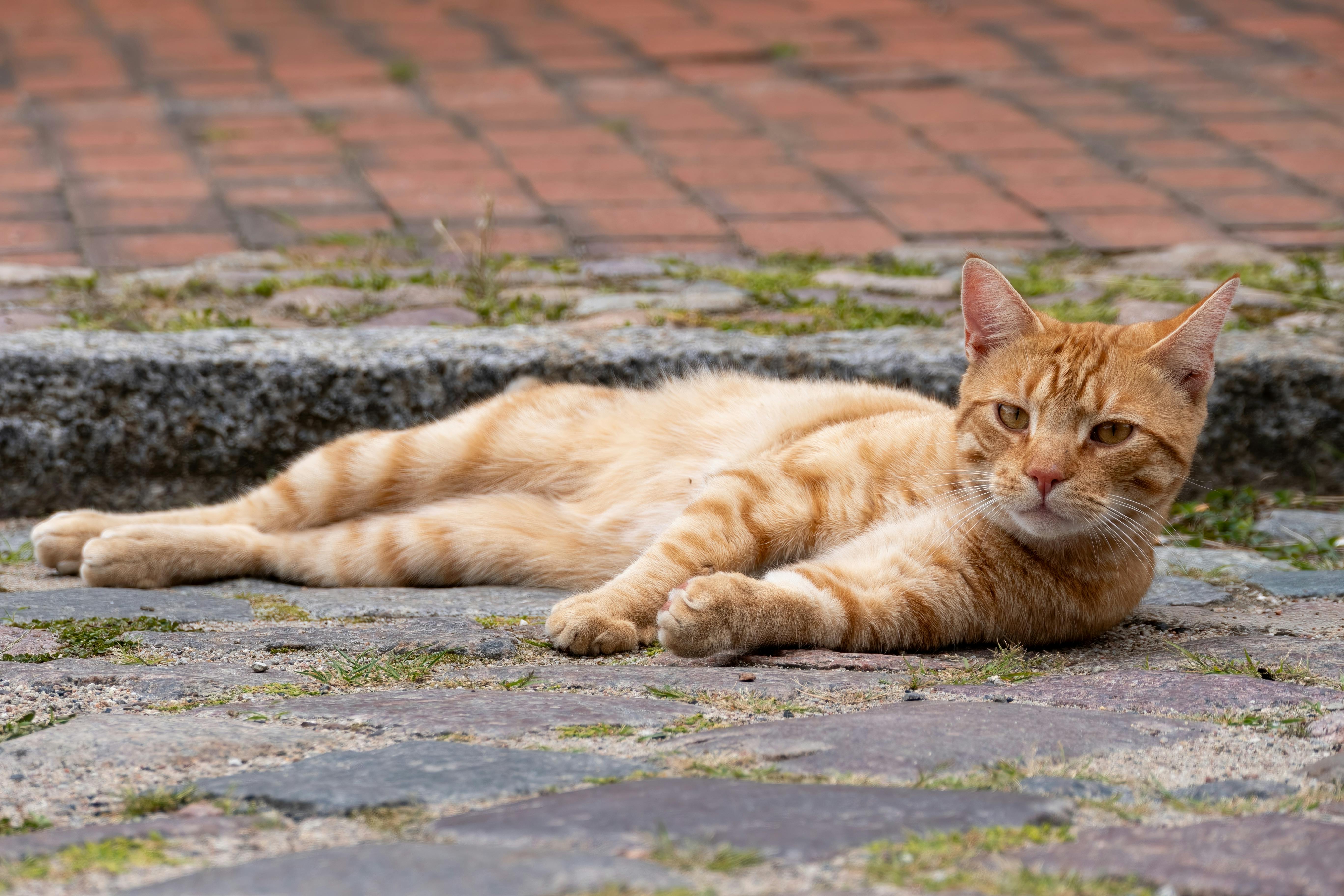 kater tiefenentspannt