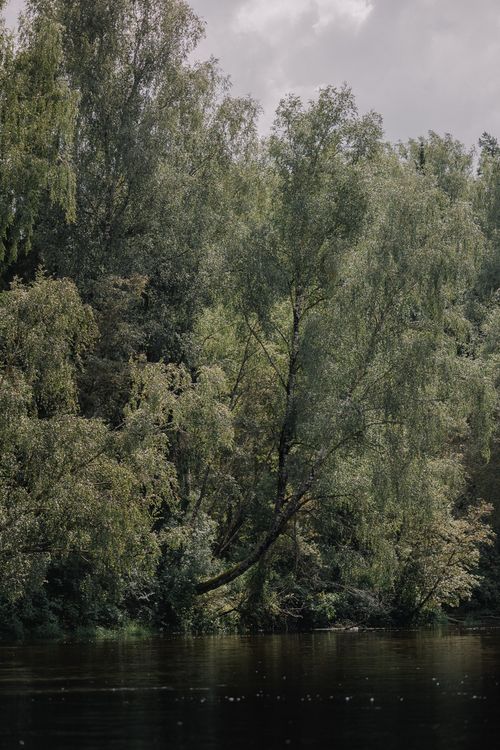 Free Serene lake view with lush willows reflecting on calm water on a cloudy day. Stock Photo