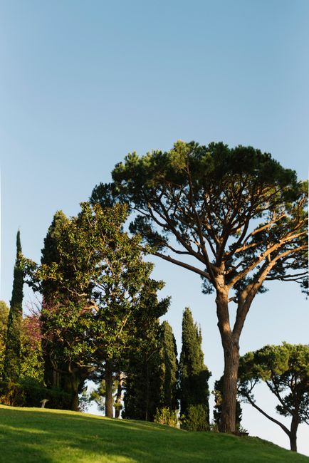 Picturesque summer landscape with tall conifer and hardwood trees under a clear blue sky.