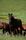 black horse