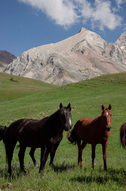 Free stock photo of animals, beautiful nature, black horse Stock Photo