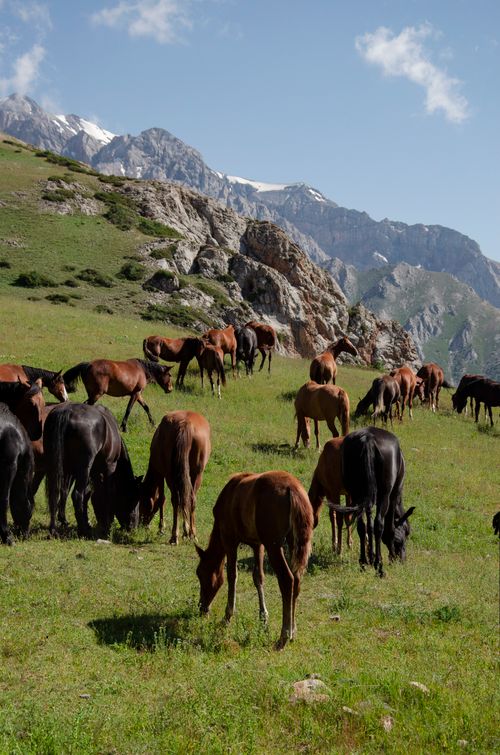Free stock photo of animals, beautiful nature, black horse Stock Photo