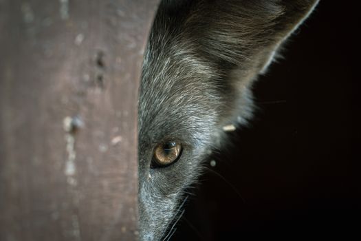 A close up of a gray fox looking through a hole