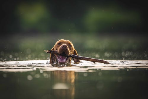 Free Brown Dog on Water with Stick on its Mouth  Stock Photo