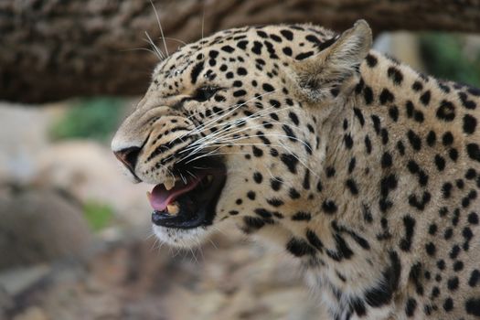 Intense close-up of a leopard showing its wild expression in its natural habitat.