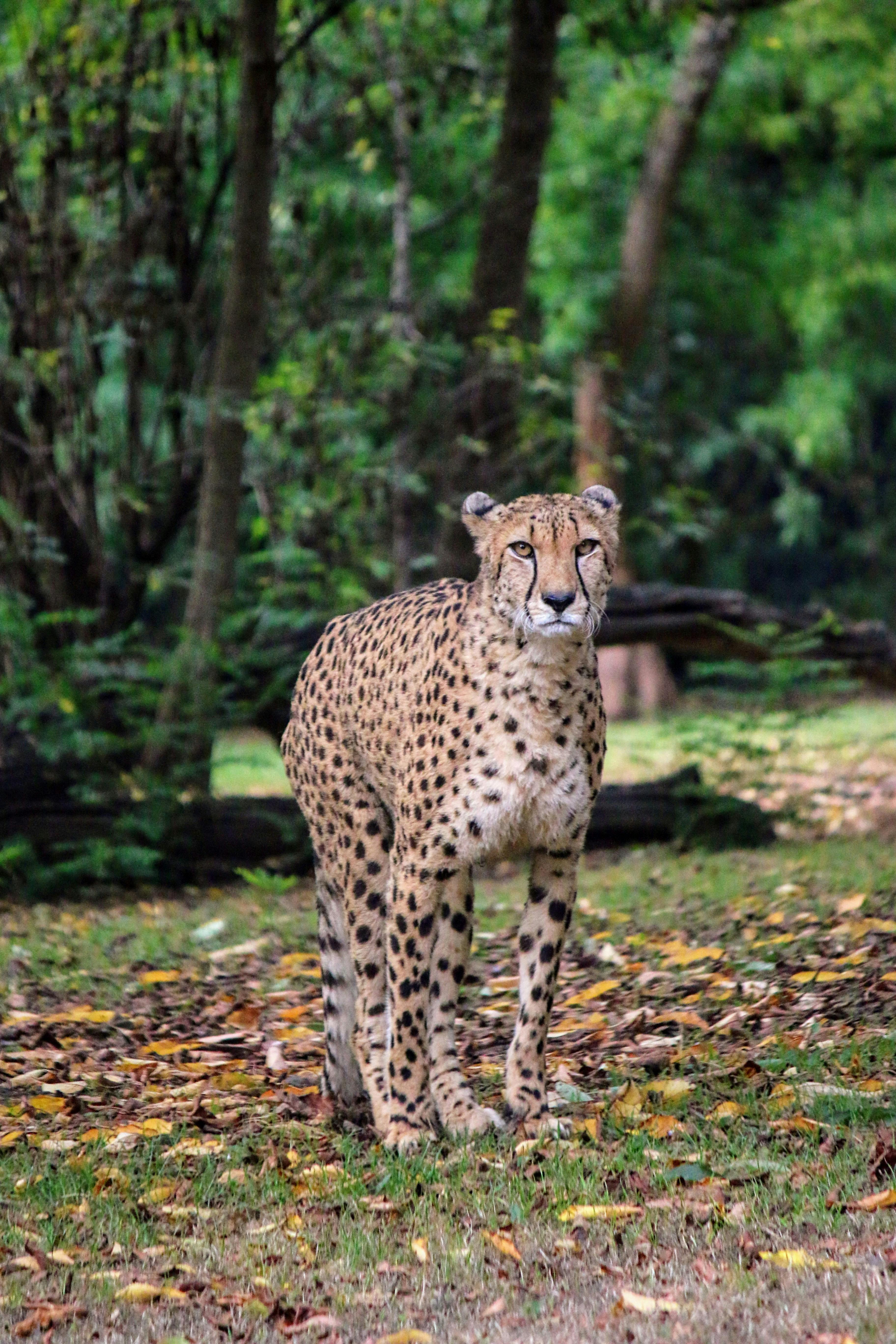 A cheetah stands in the grass in the woods