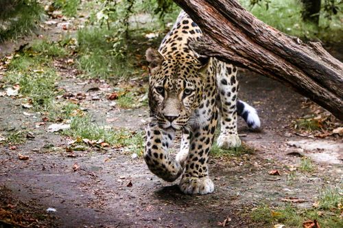 Free Close-up of a leopard stalking in its natural habitat, showcasing its stealth and beauty. Stock Photo