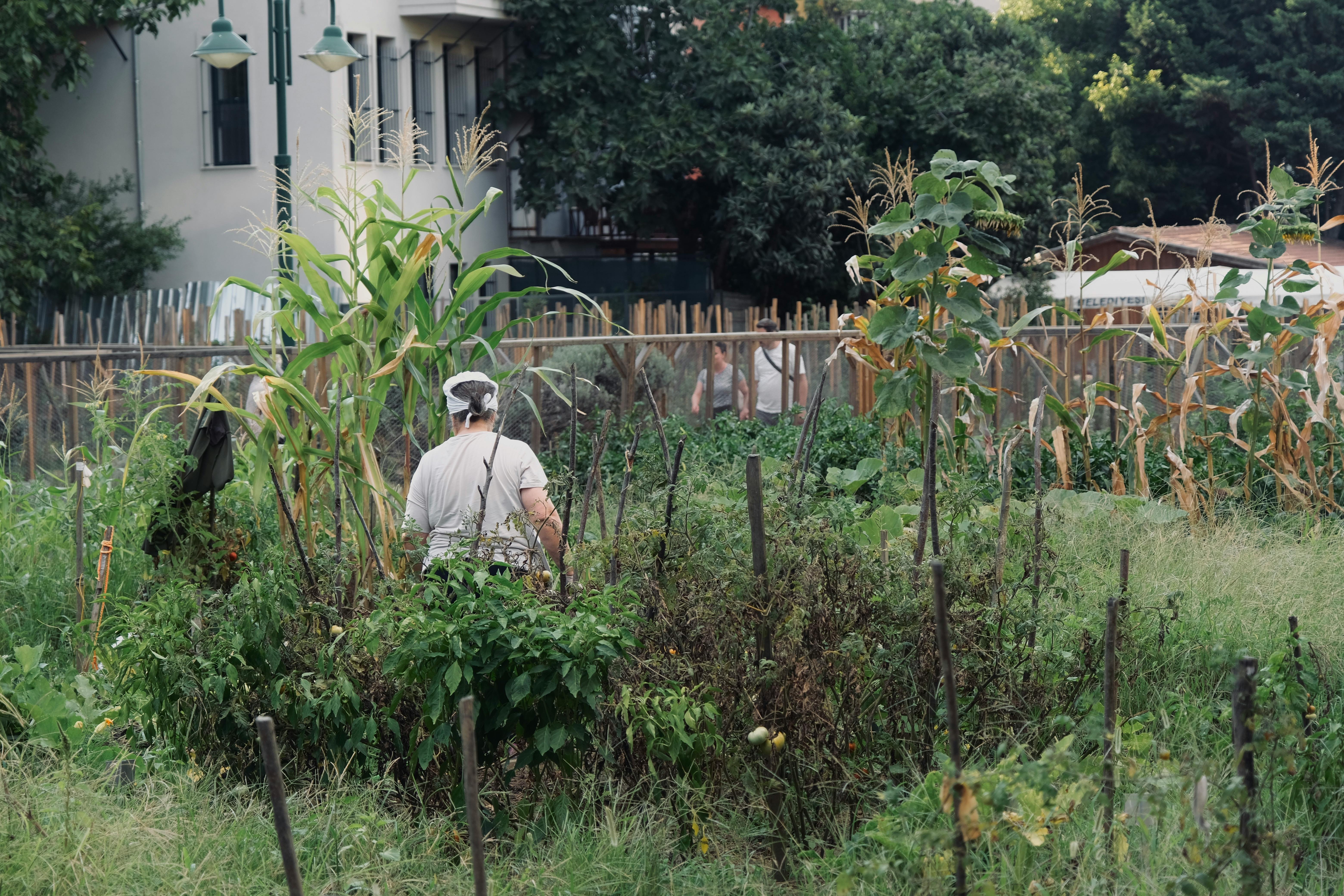 A man in a garden with corn and vegetables