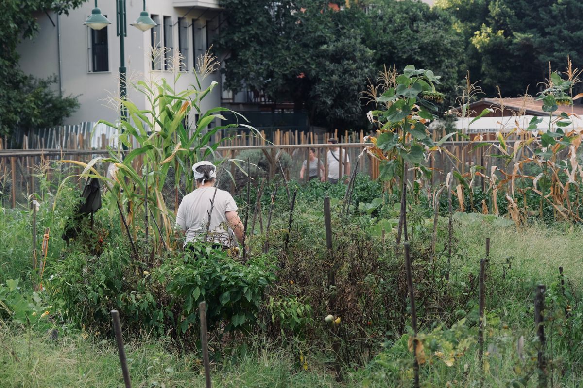 Understanding Sustainable Urban Farming in Nairobi — Green Revolution Farmers
