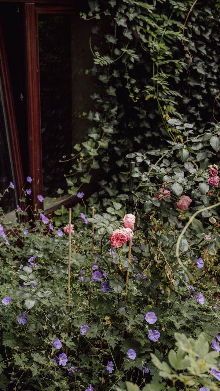 Mix Old-Fashioned Flowering Plants