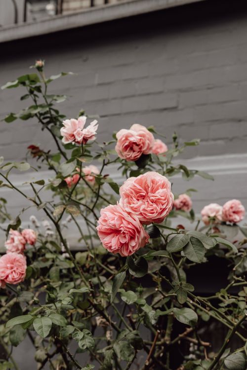 Free Elegant pink roses blooming against a wall in a summer garden in Bremen, Germany. Stock Photo