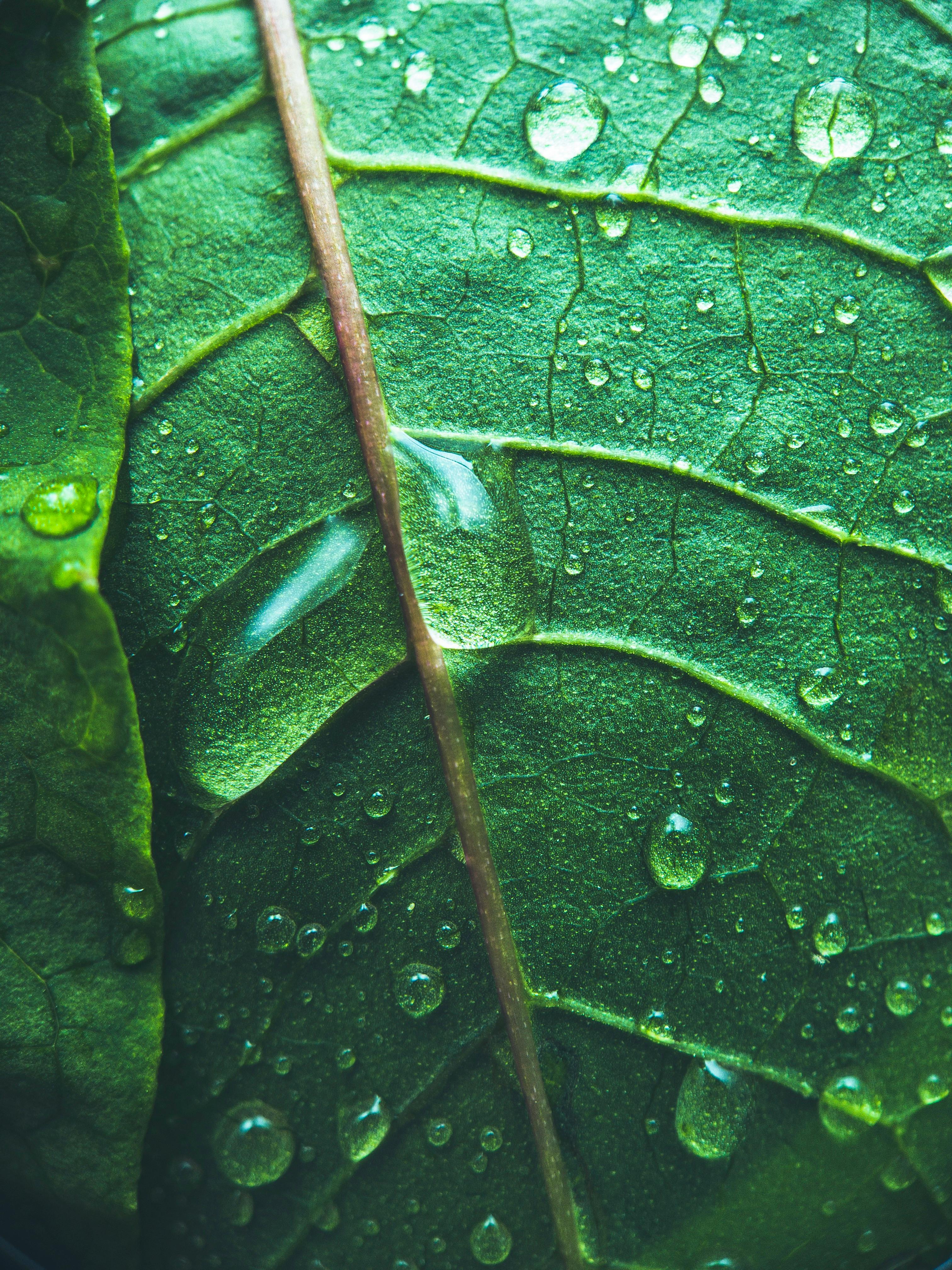 Green Leaf With Water Dew Drops · Free Stock Photo