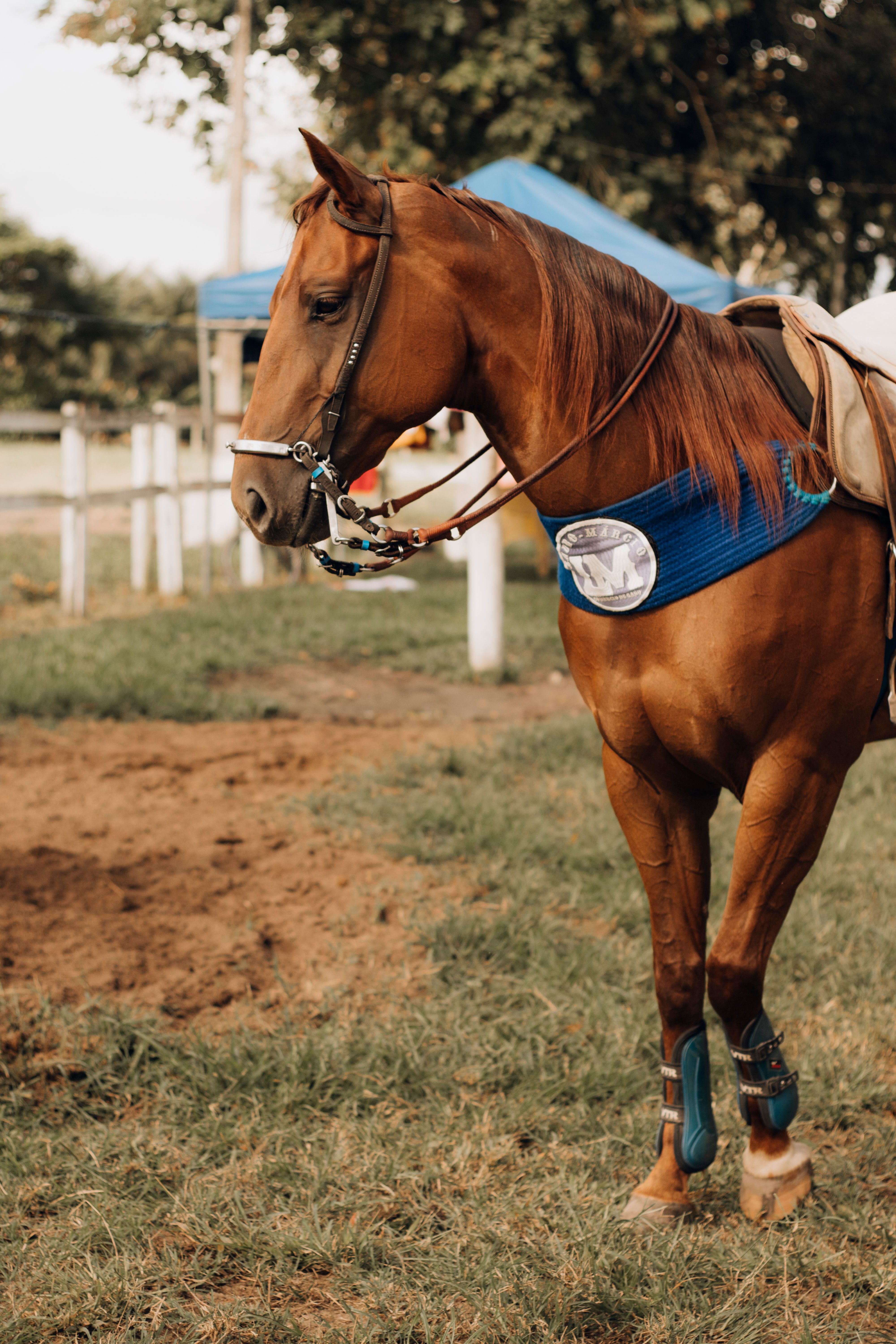 Portrait of a saddled horse in an outdoor equestrian setting, ready for action.