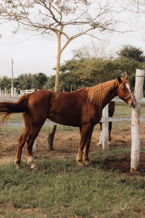 Free A beautiful horse standing in a serene pasture, showcasing natural grace. Stock Photo