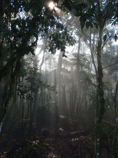 Free Sunlight beams filter through lush rainforest foliage creating a mystical atmosphere. Stock Photo