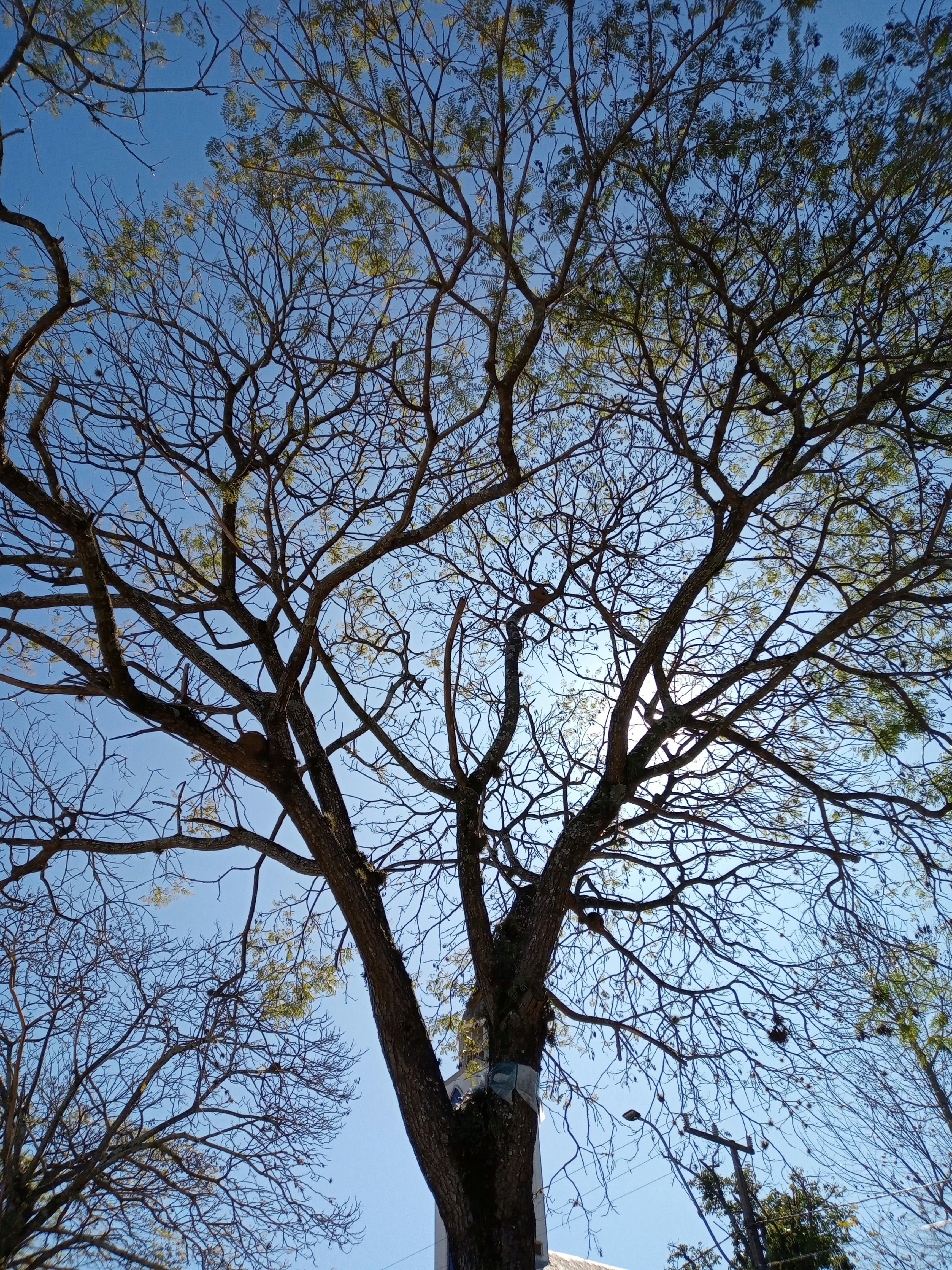 Gratuit Imagine de stoc gratuită din @în aer liber, anotimp, arbore Fotografie de stoc