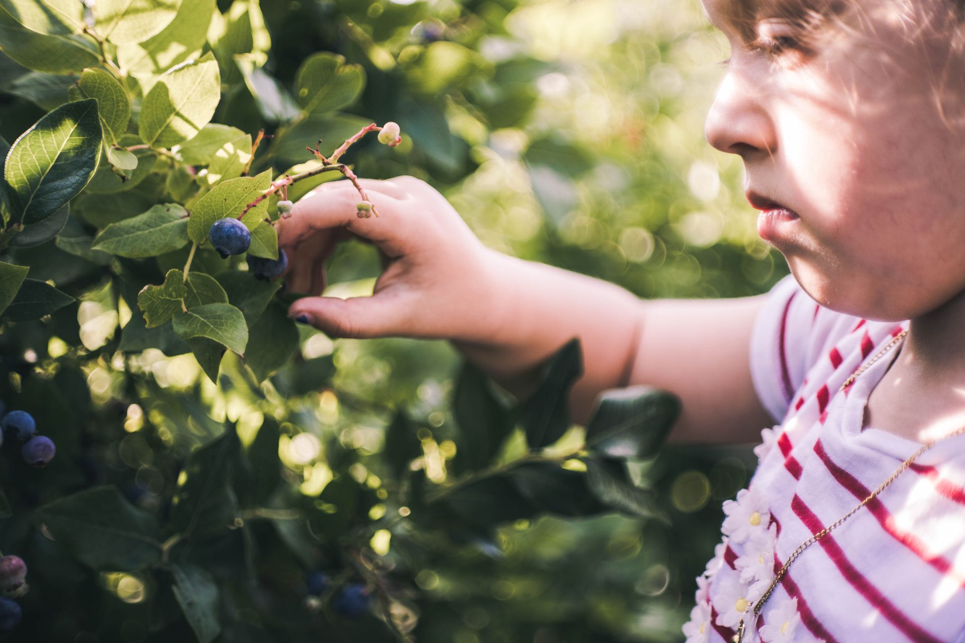 A young girl picks blueberries from a bush in a sunny outdoor setting, depicting freshness and leisure.
