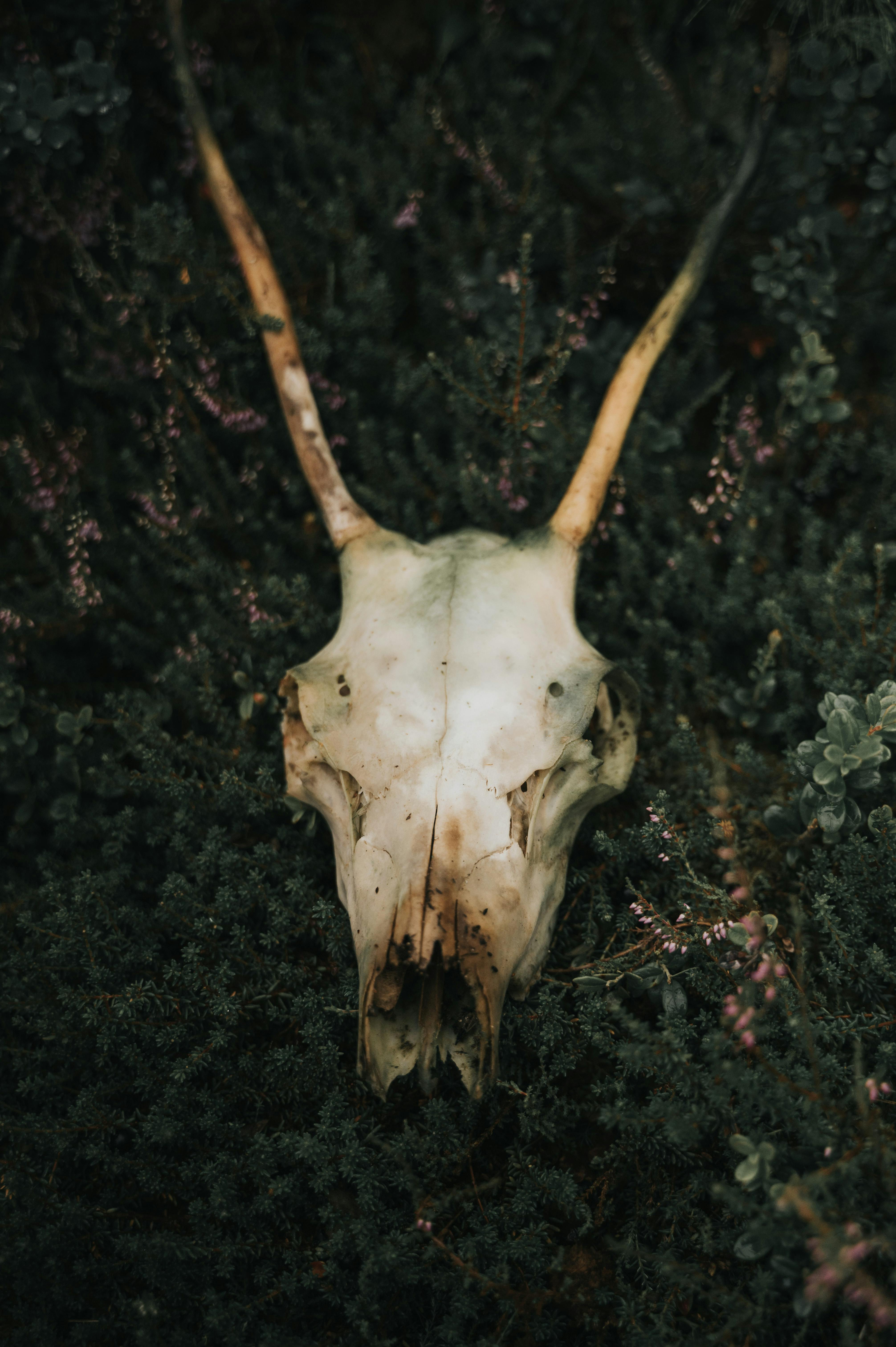 grátis Foto profissional grátis de animais selvagens, ao ar livre, apodrecer Foto profissional