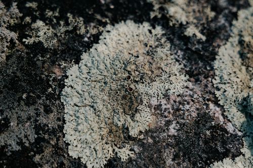 Free Close-up of lichen on a rocky surface showing intricate texture and patterns. Stock Photo