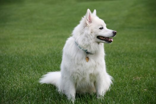 Charming American Eskimo dog sitting in lush green grass, exuding cuteness and friendly vibes.