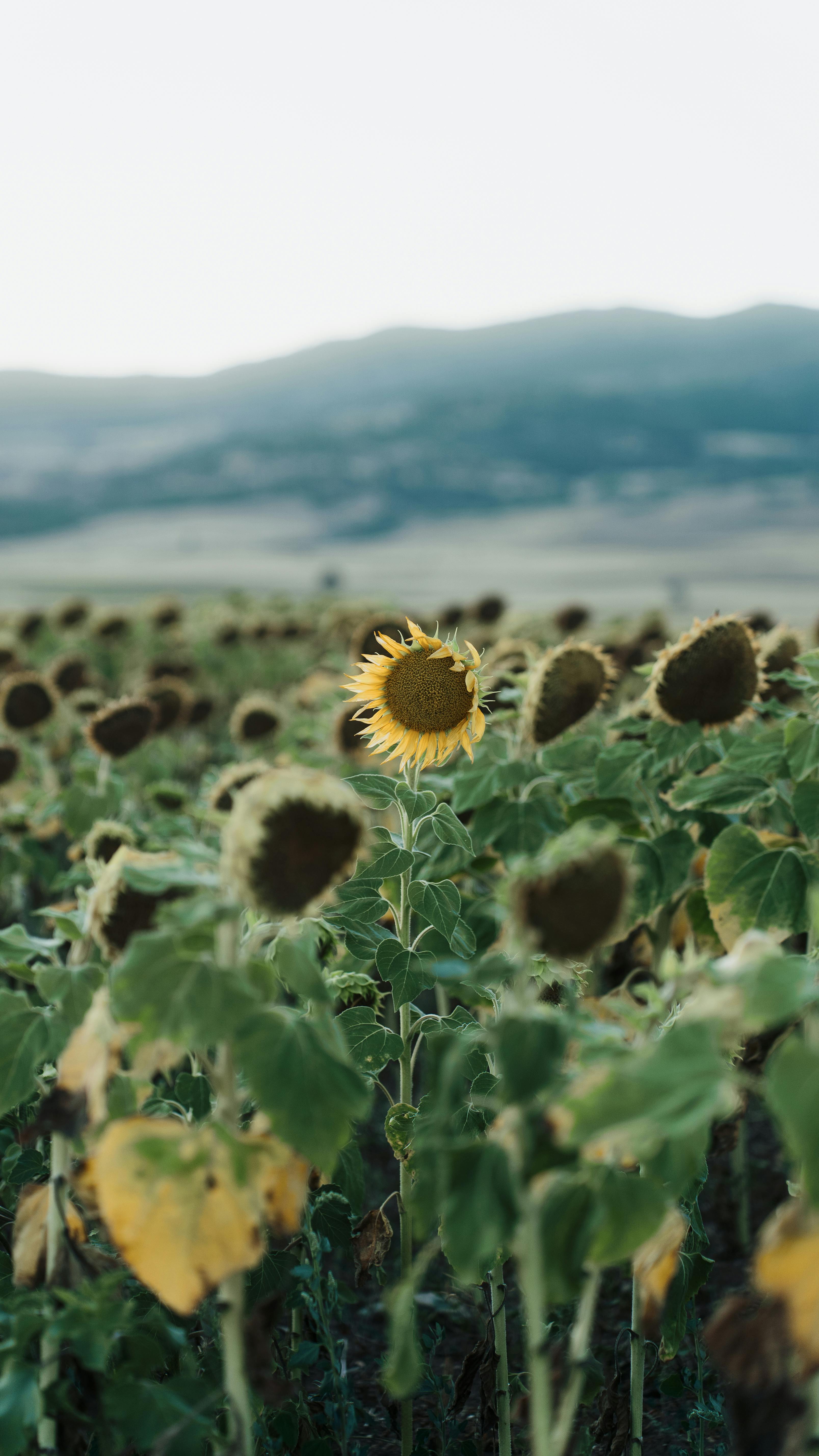 sunflower field in the mountains