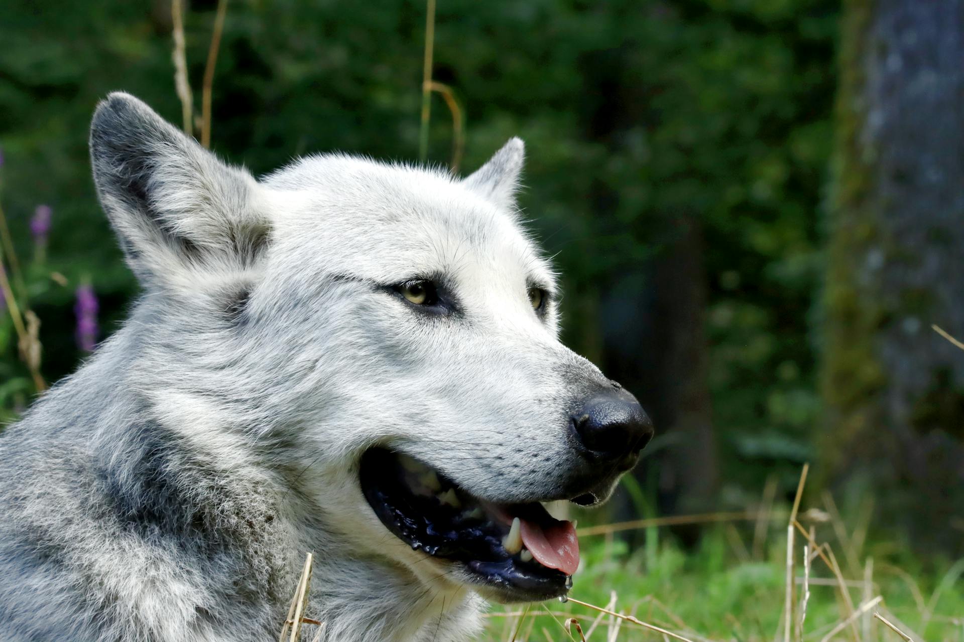 A grey wolf is sitting in the grass