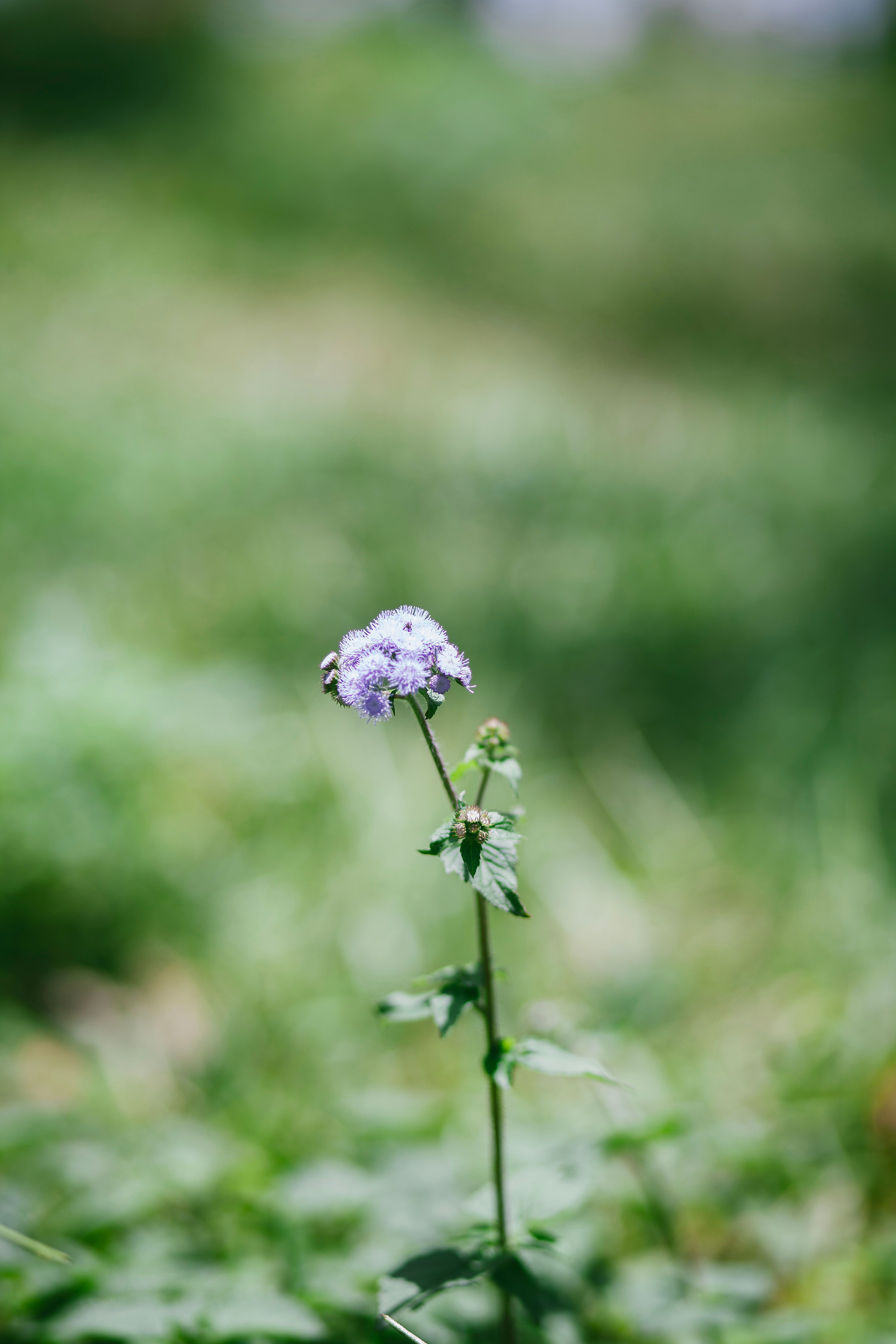 A small blue flower in the middle of a green field · Free Stock Photo