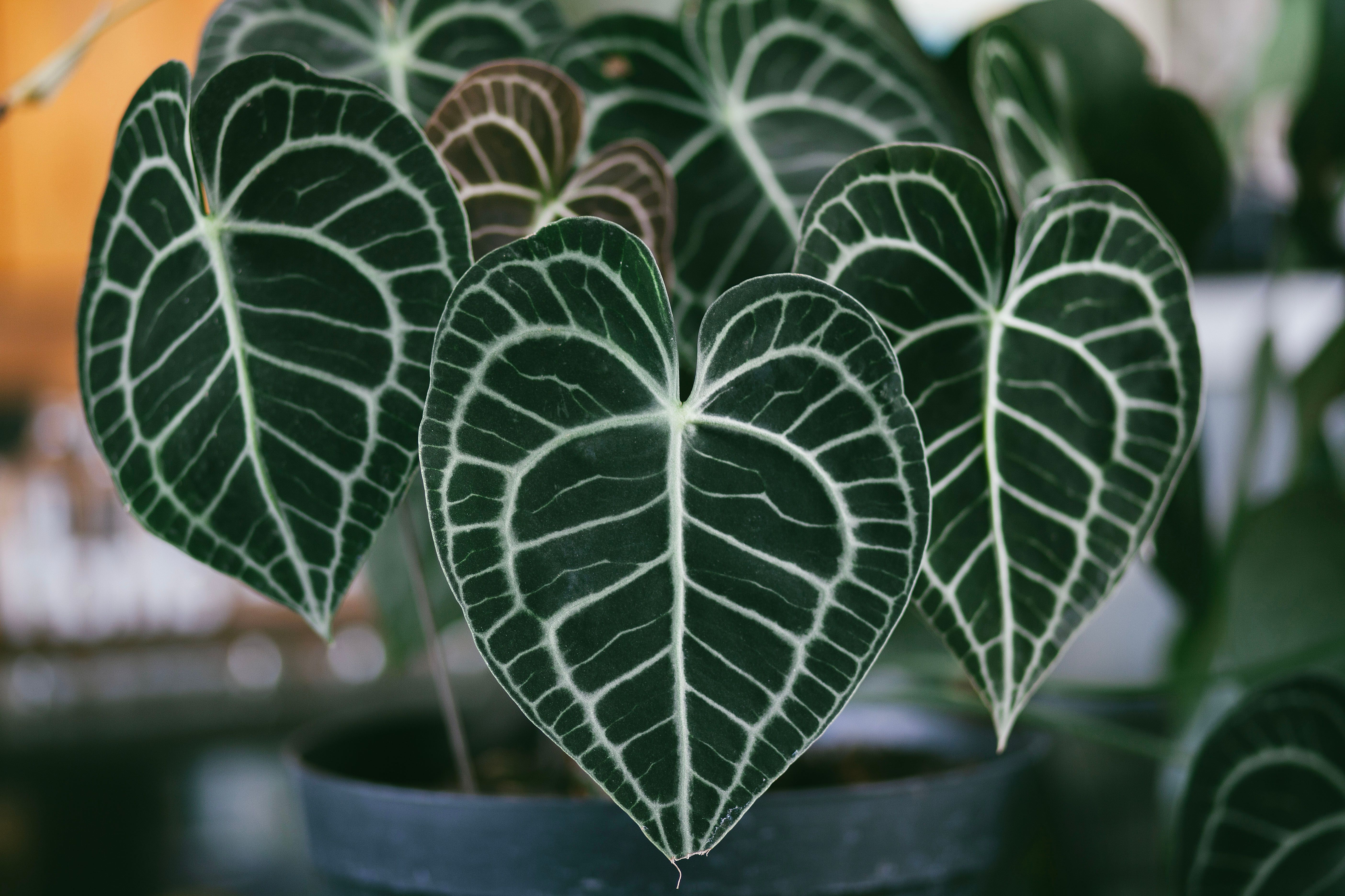 Anthurium Crystallinum Black Velvet