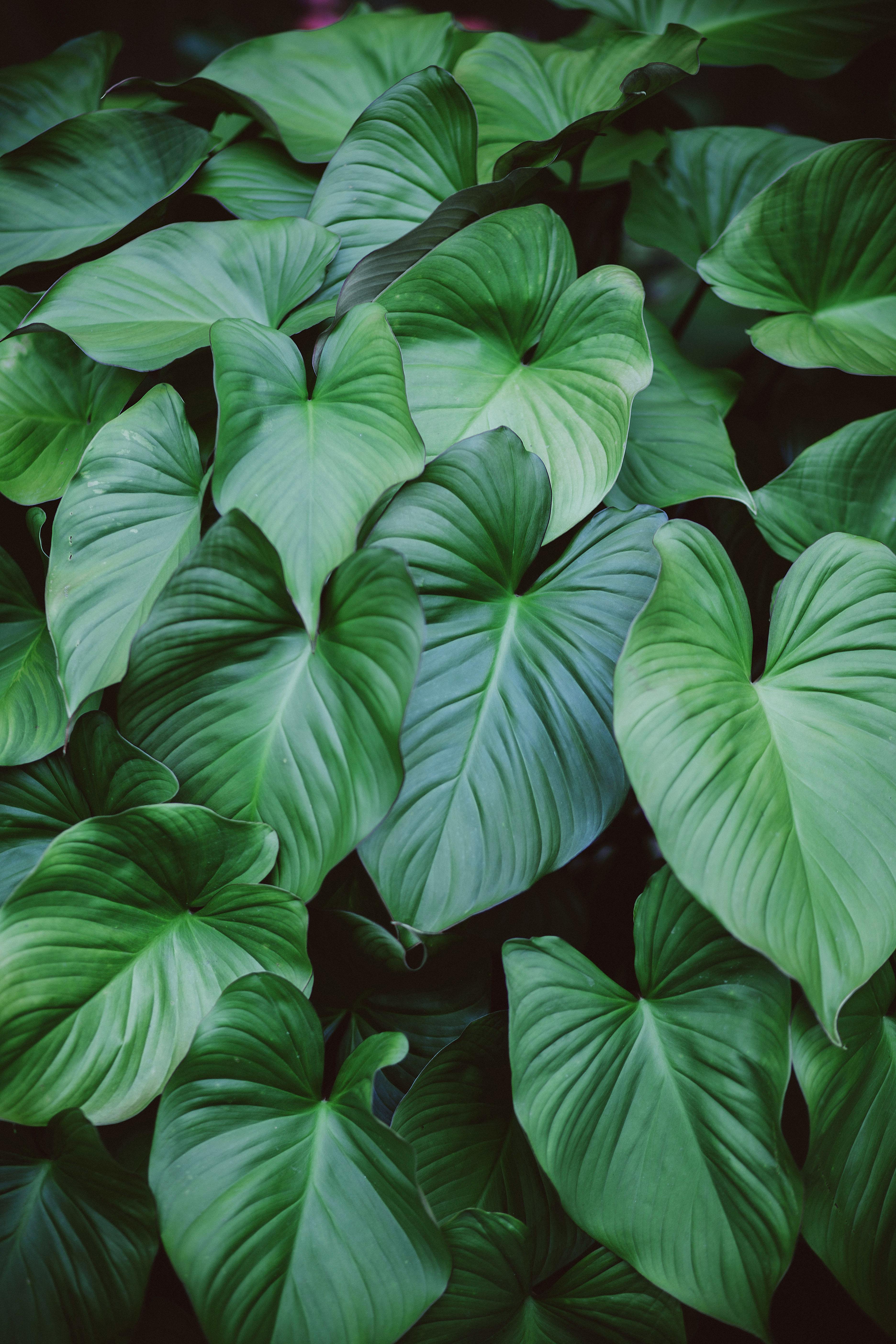 A vibrant close-up of lush philodendron leaves showcasing natural beauty and greenery.