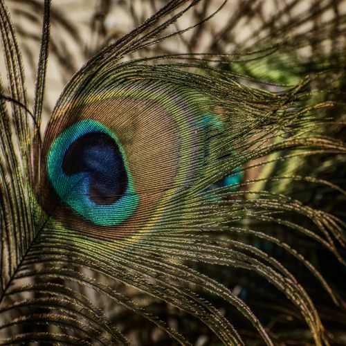 Free Detailed view of a colorful peacock feather highlighting its iridescent pattern. Stock Photo
