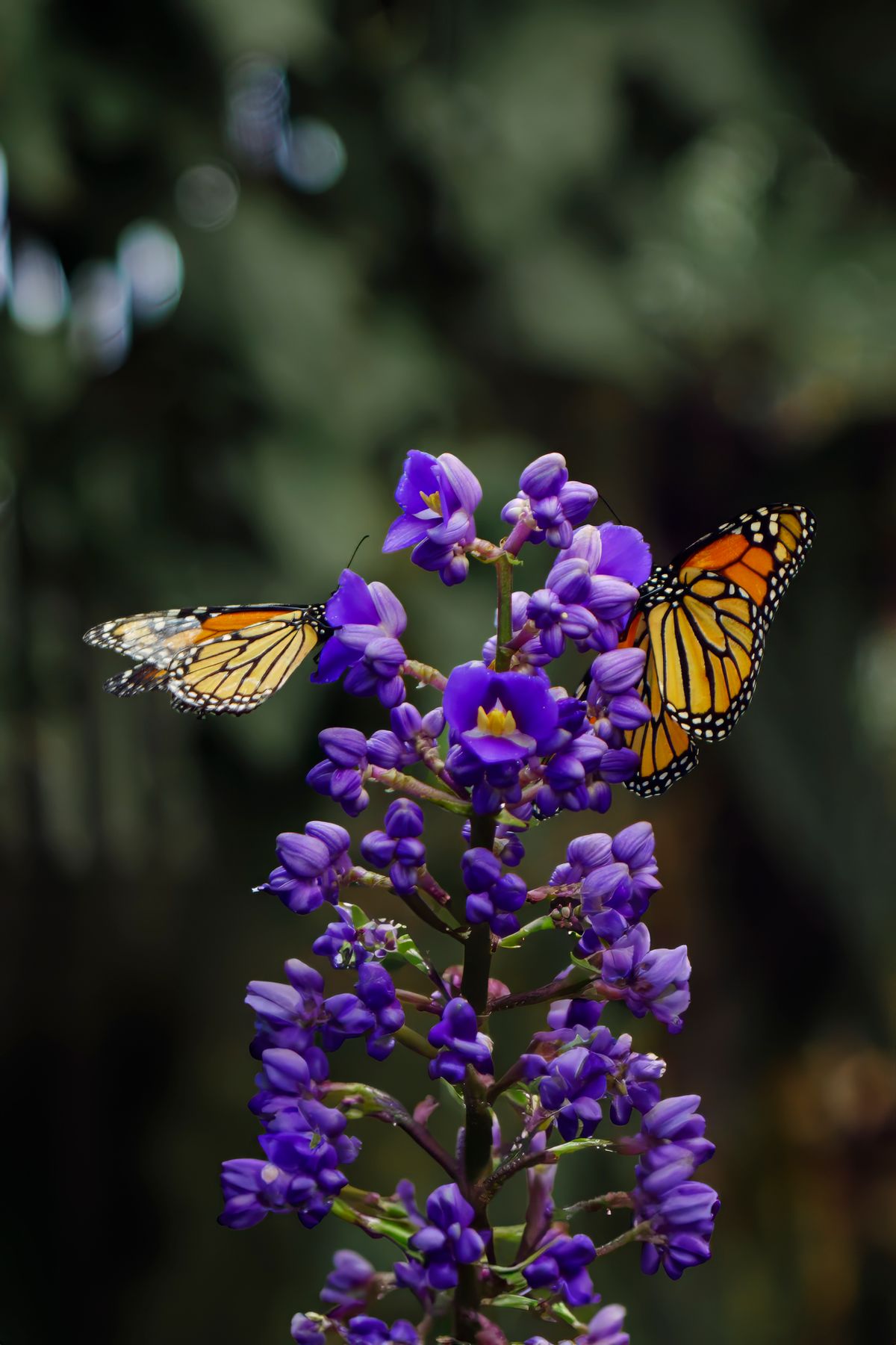 Monarch Butterflies on Purple Flowers · Free Stock Photo