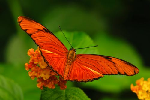 Free Close-up of an orange butterfly resting on vibrant lantana flowers, showcasing nature's beauty. Stock Photo
