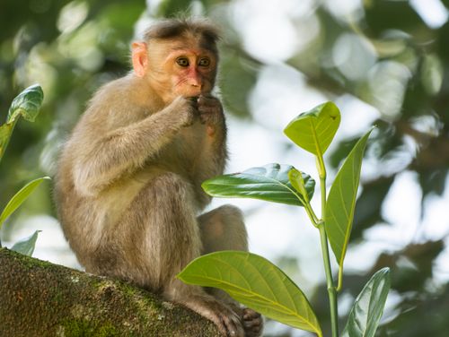 Free Adorable young monkey sitting on a tree in Wayanad forest, India, with lush green leaves in the background. Stock Photo
