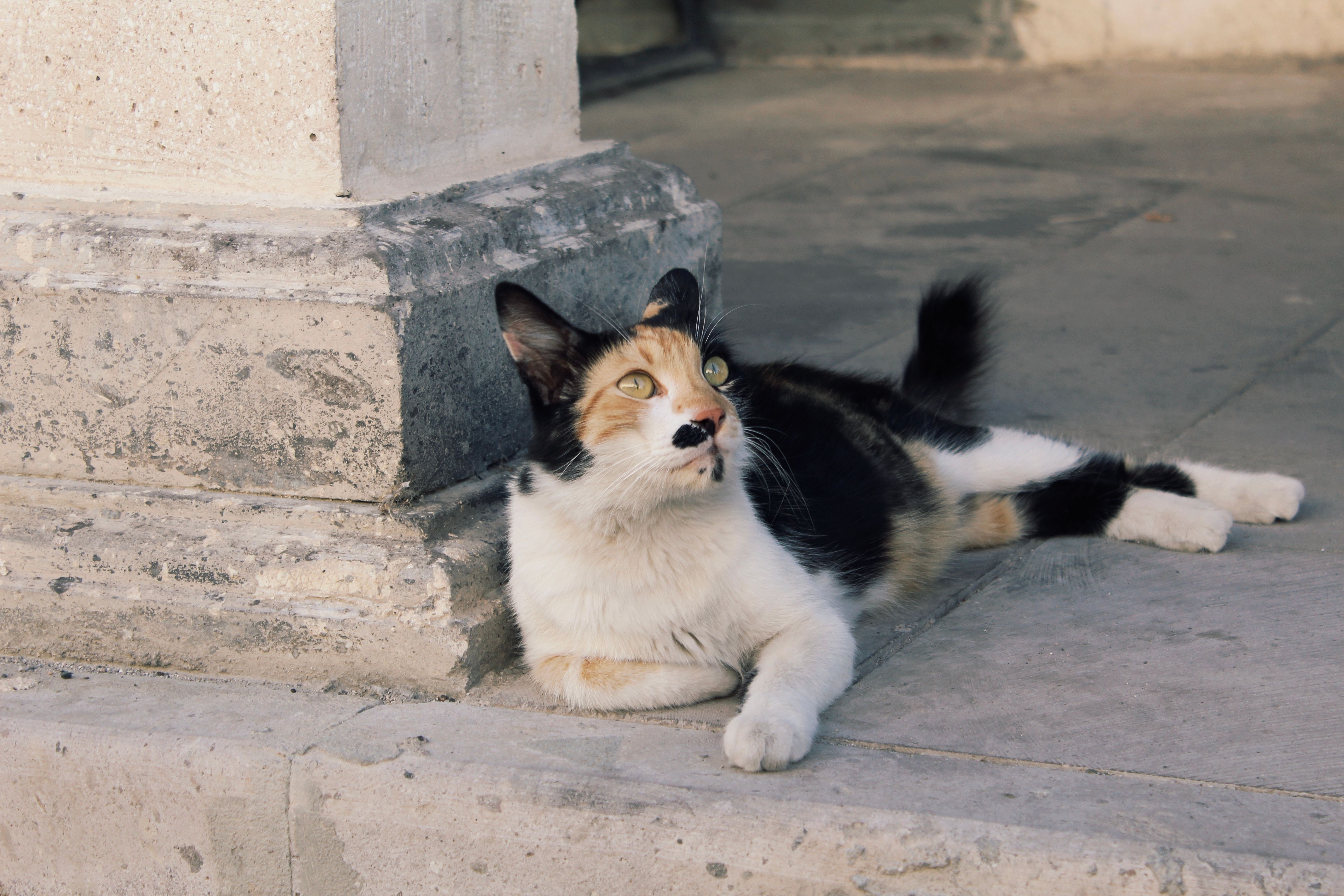 A cat laying on the ground next to a pillar · Free Stock Photo