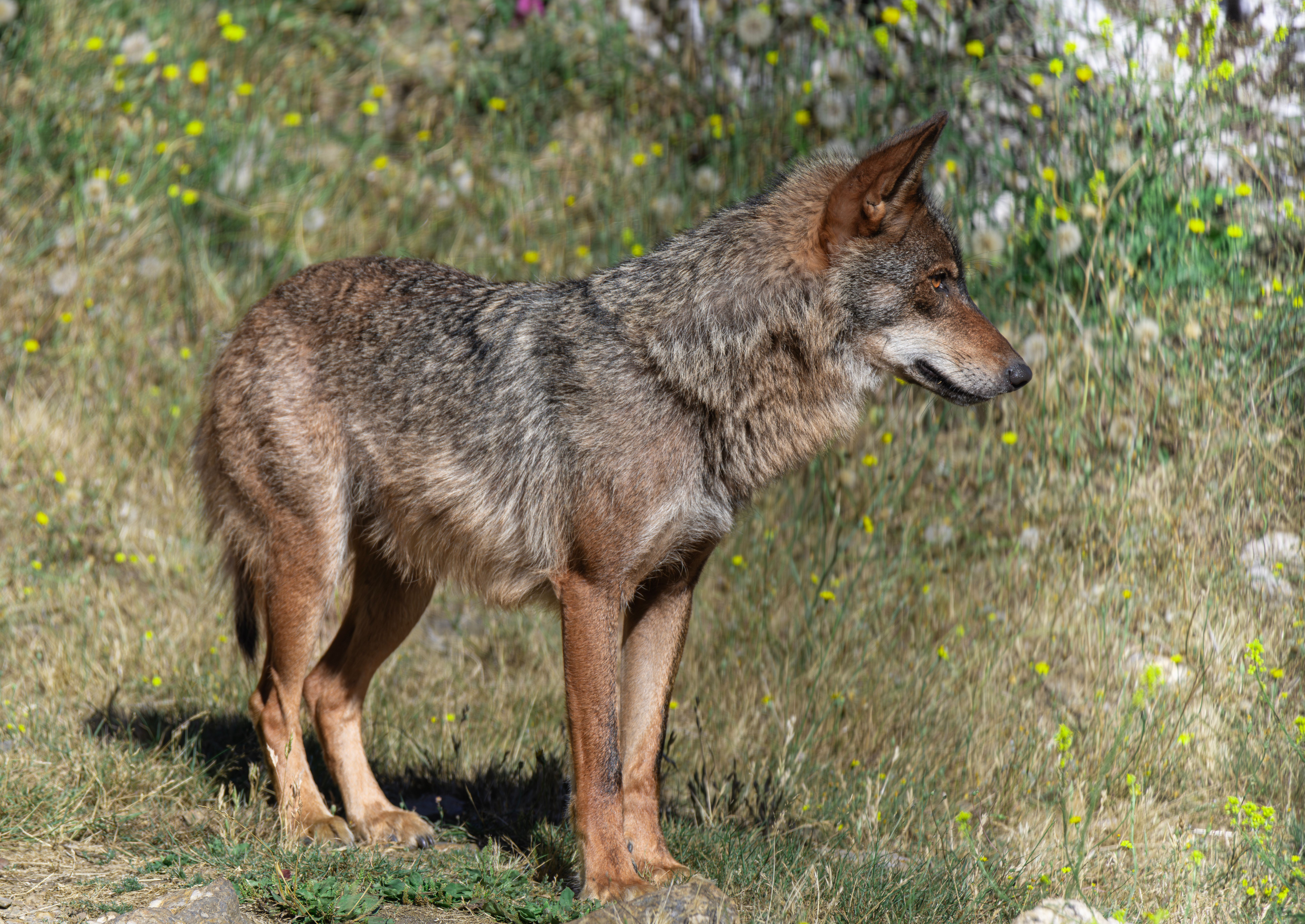Carnivorous Animals Photos, Download The BEST Free Carnivorous Animals ...
