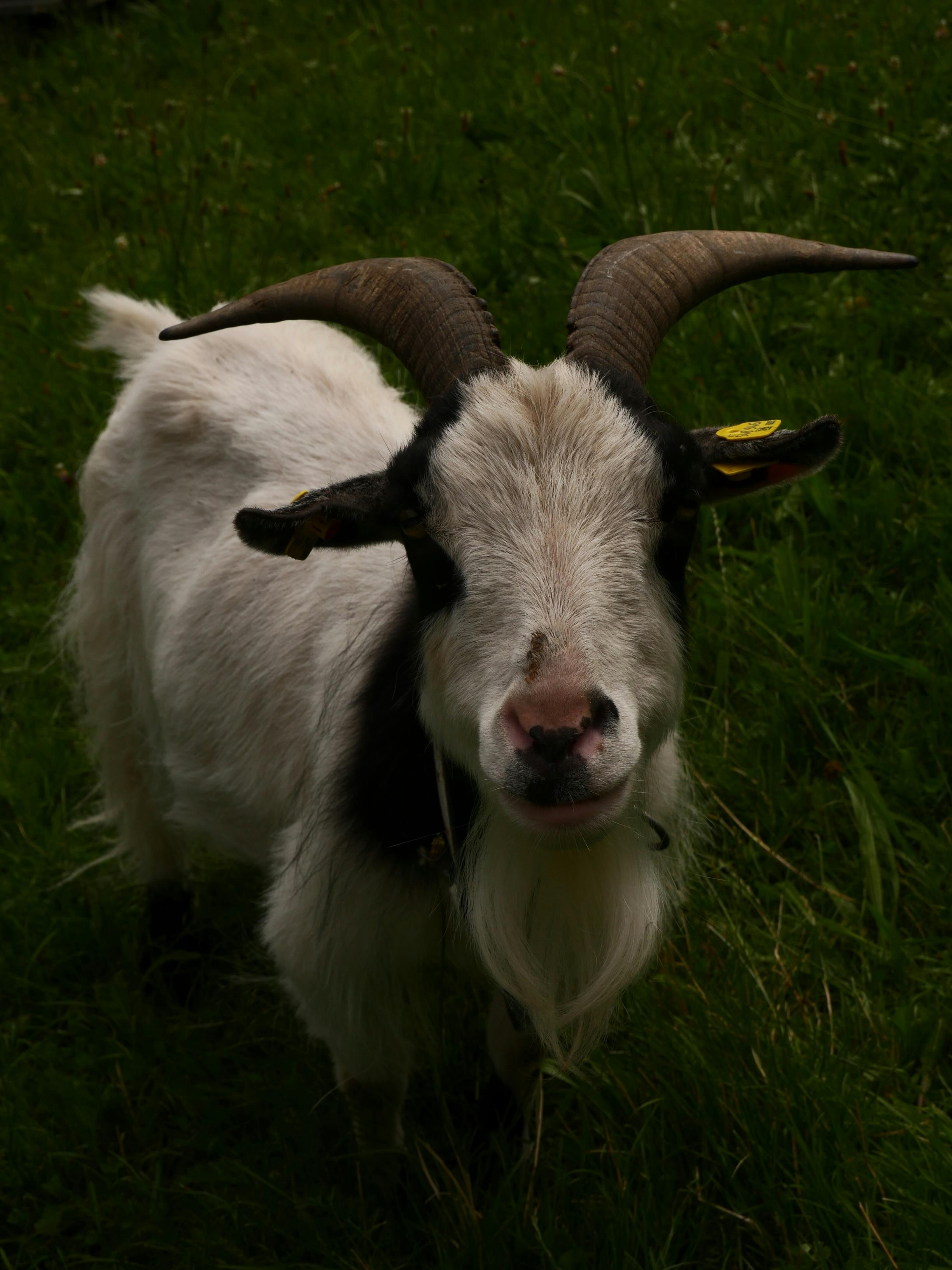 grátis Foto profissional grátis de agricultura, animal, animal de estimação Foto profissional