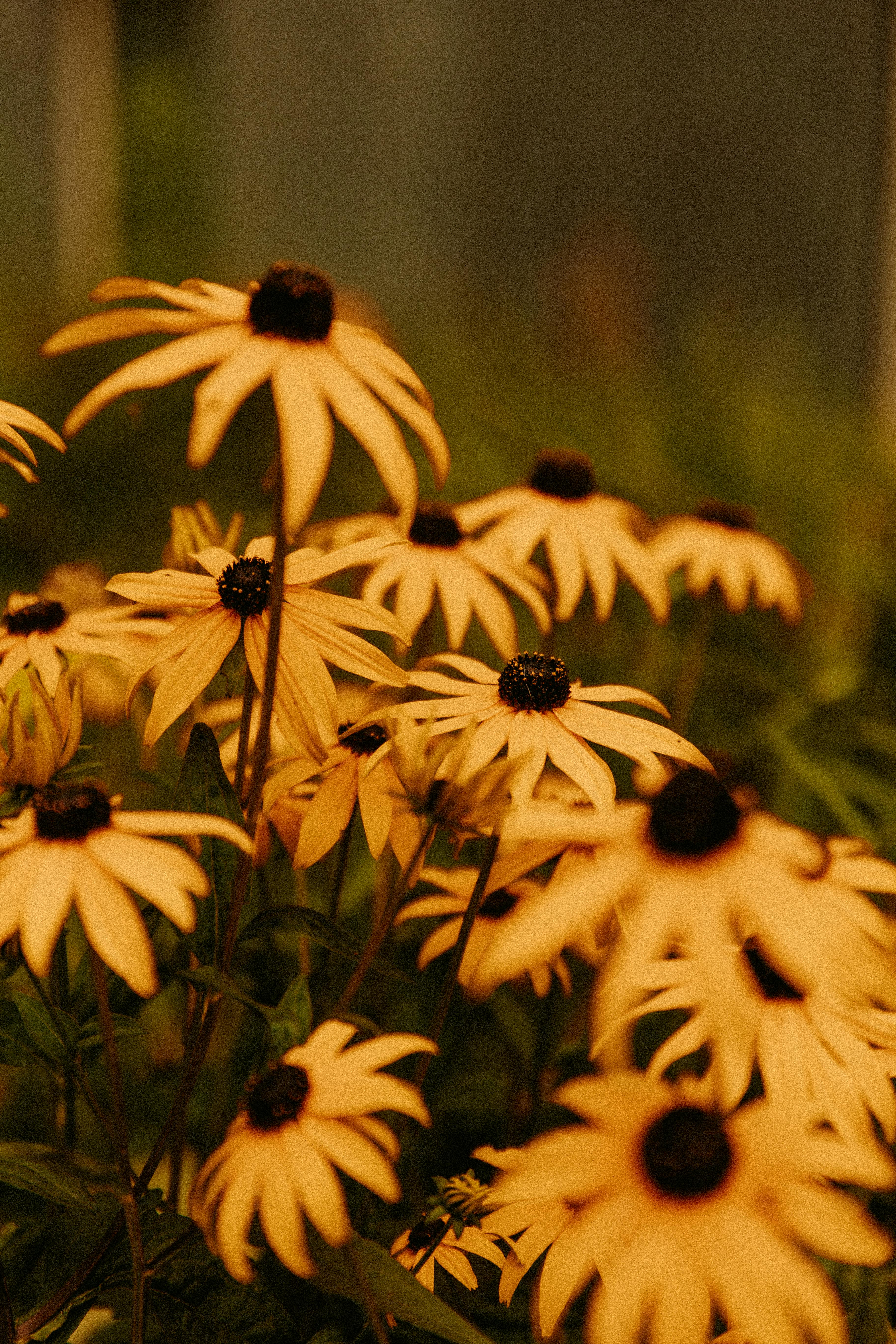 Lush yellow coneflowers in full bloom in a vibrant summer garden.