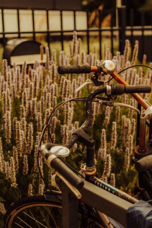 Free Close-up of a vintage bicycle parked near blooming lavender plants in an urban setting. Stock Photo