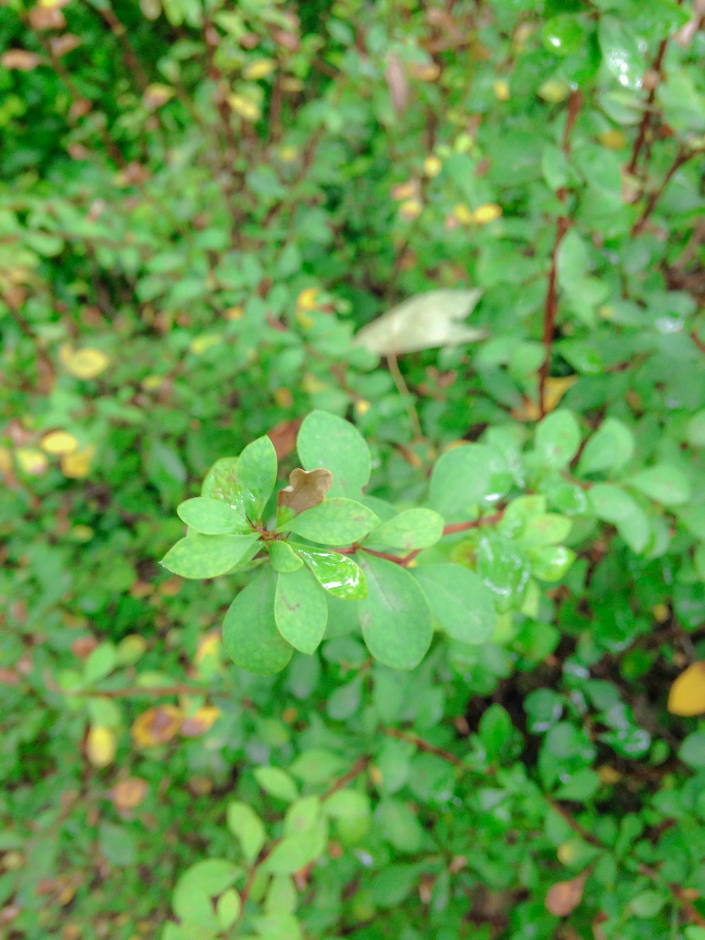A creepy, old, and abandoned cabin in a swampy forest, symbolizing the secrets and horror elements fans hope to find in GTA 6.