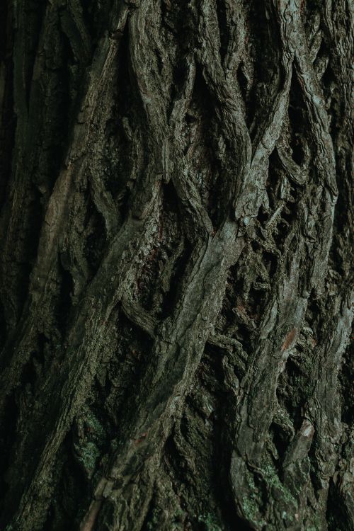 Free Detailed shot of a tree trunk showcasing intricate bark patterns and textures. Stock Photo