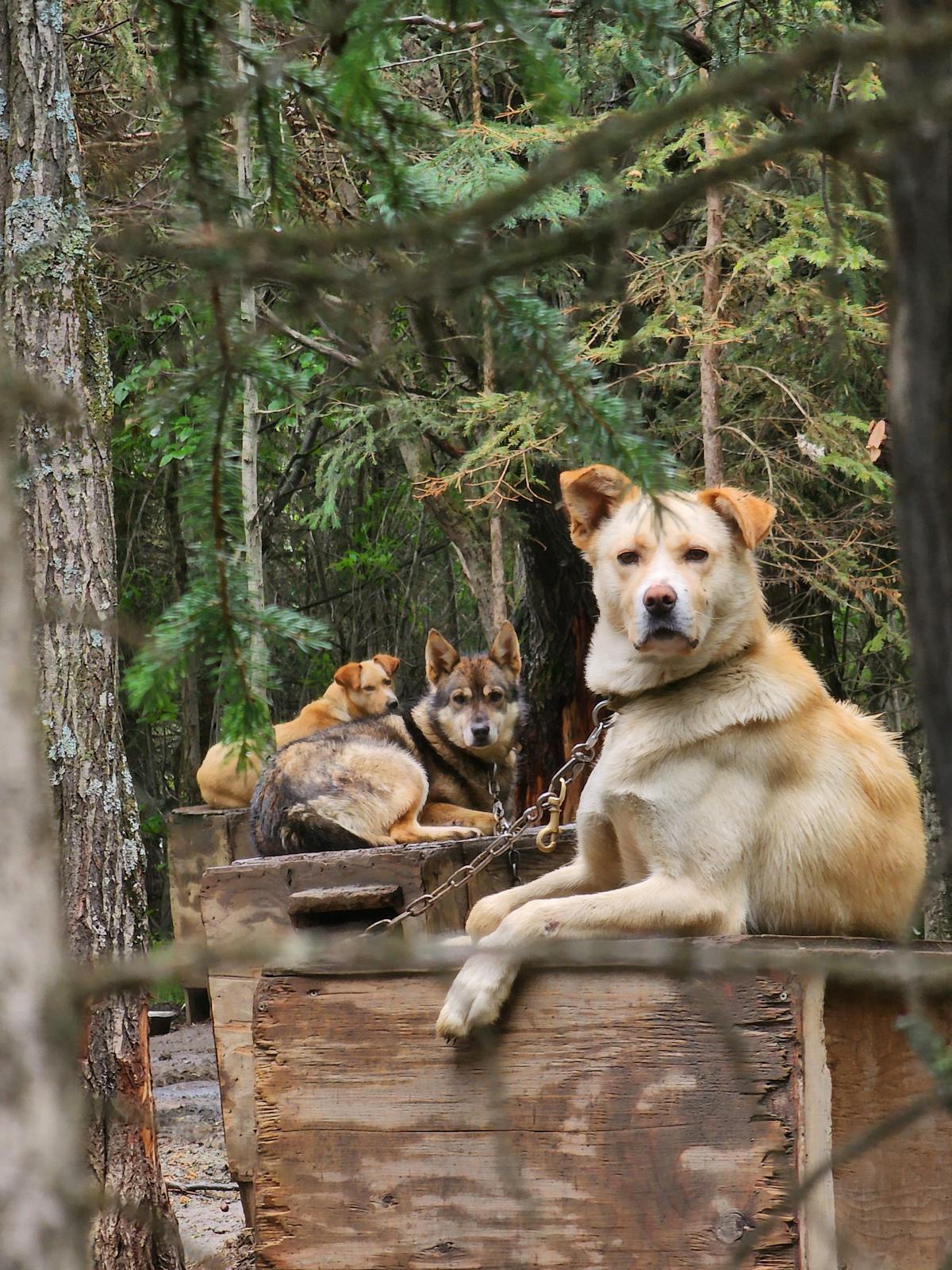 Gruppo di cani seduti sopra una scatola di legno all'aperto