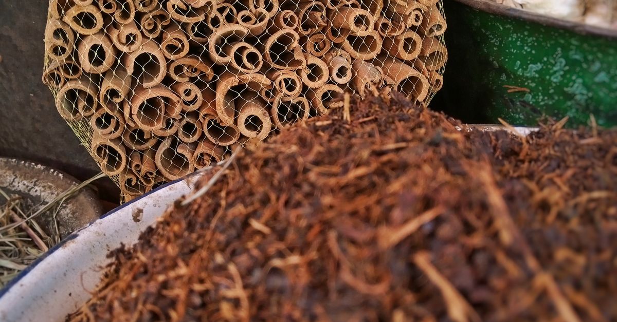 Dried Insect Color A bowl of dried insects and other food · Free Stock Photo