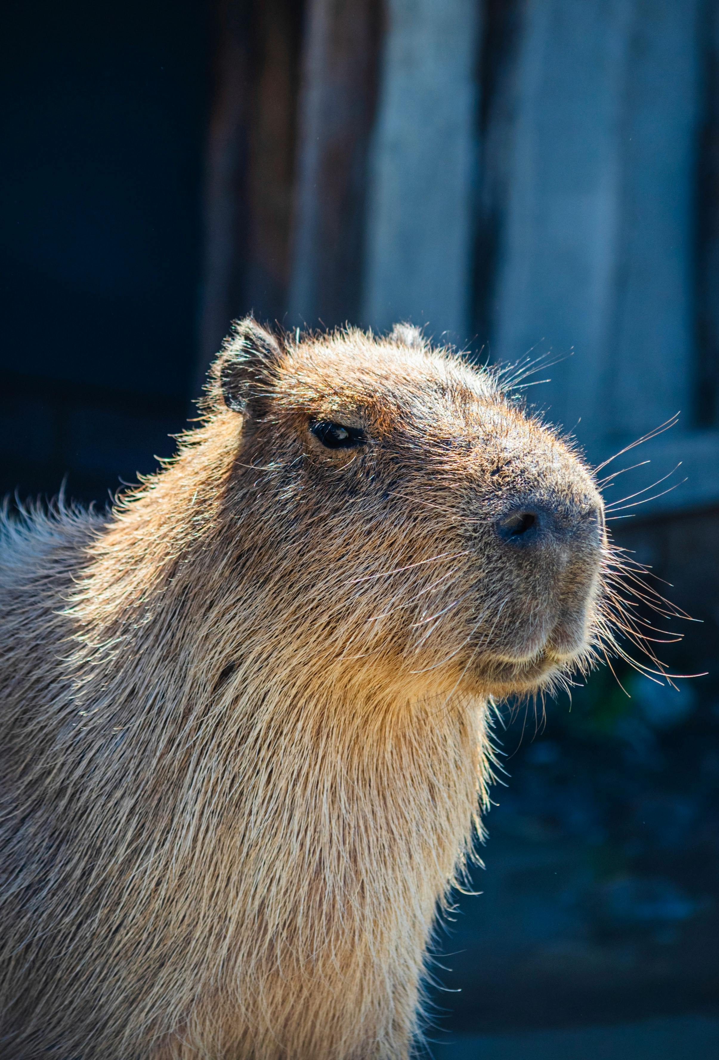 capybara